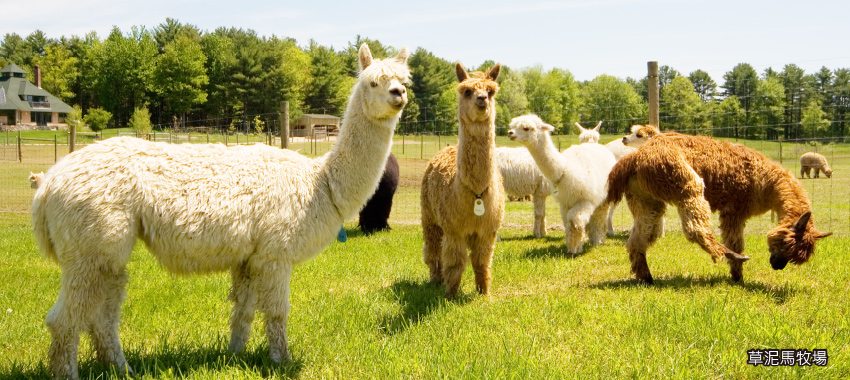 卡哇伊草泥馬牧場